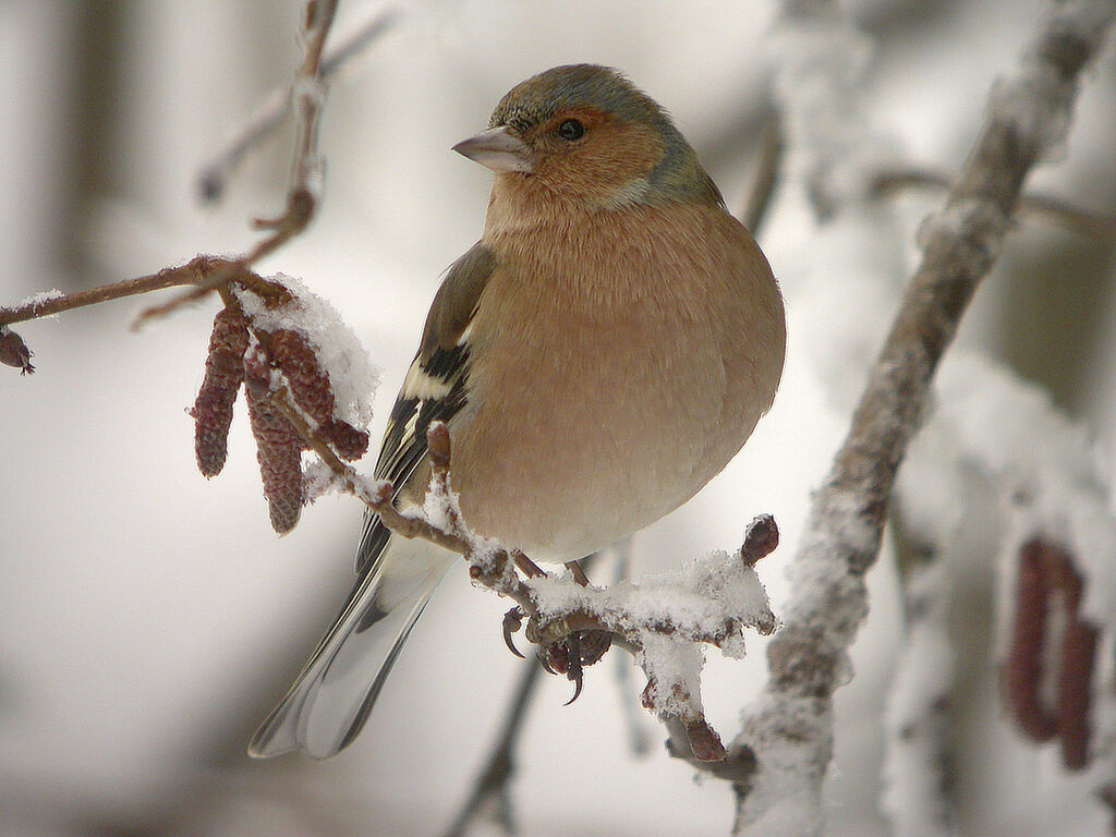 Pinson des arbres