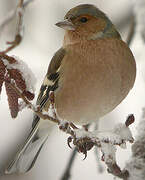 Eurasian Chaffinch