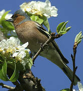 Eurasian Chaffinch