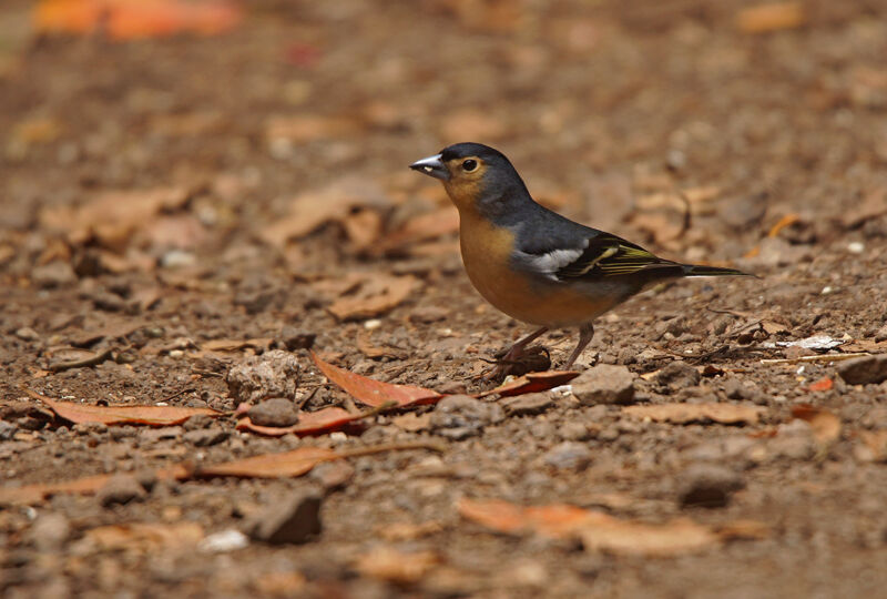 Pinson des Canaries