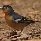 Pinson des Canaries