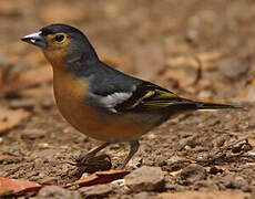 Canary Islands Chaffinch