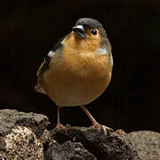 Canary Islands Chaffinch