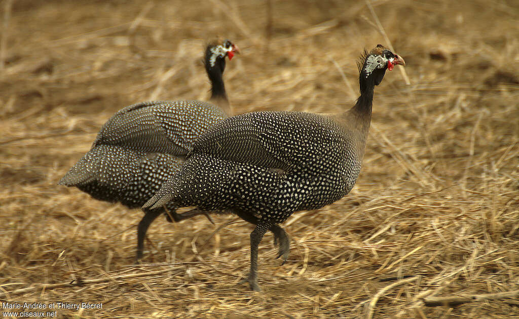 Helmeted Guineafowl