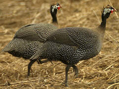 Helmeted Guineafowl