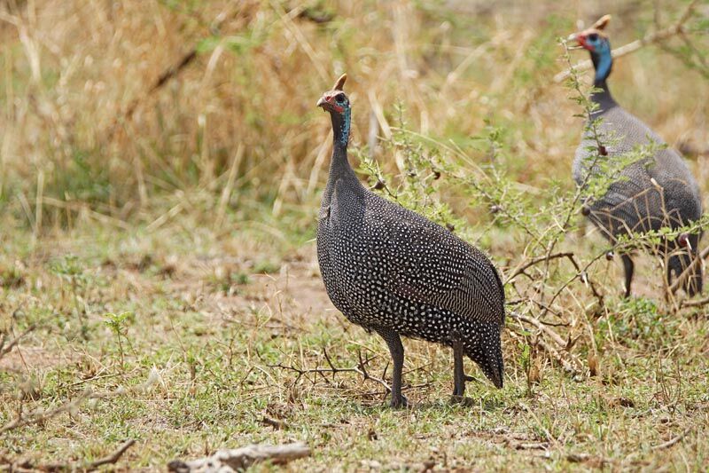 Helmeted Guineafowl