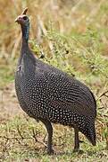 Helmeted Guineafowl