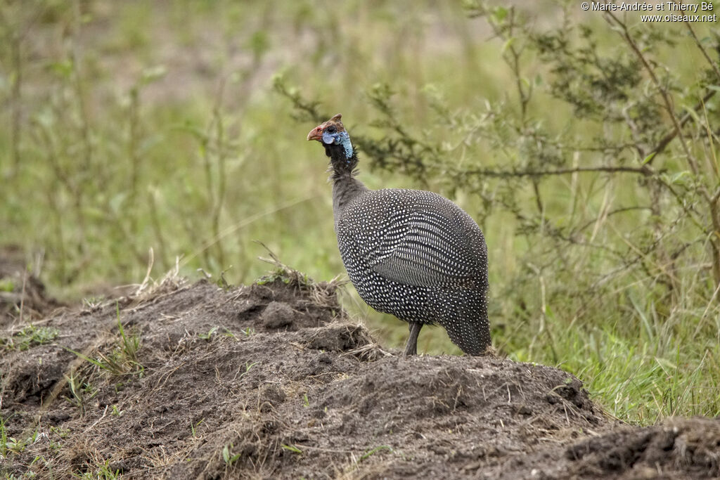 Helmeted Guineafowl