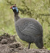 Helmeted Guineafowl