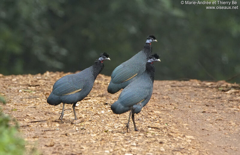 Western Crested Guineafowl