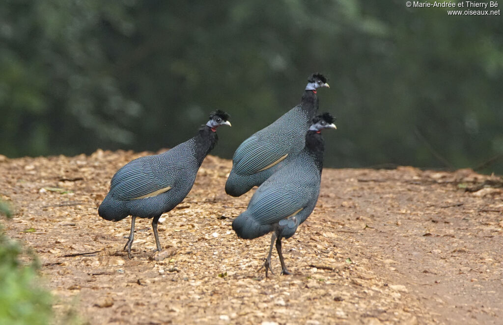 Western Crested Guineafowl