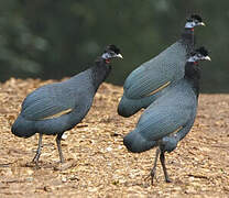 Western Crested Guineafowl