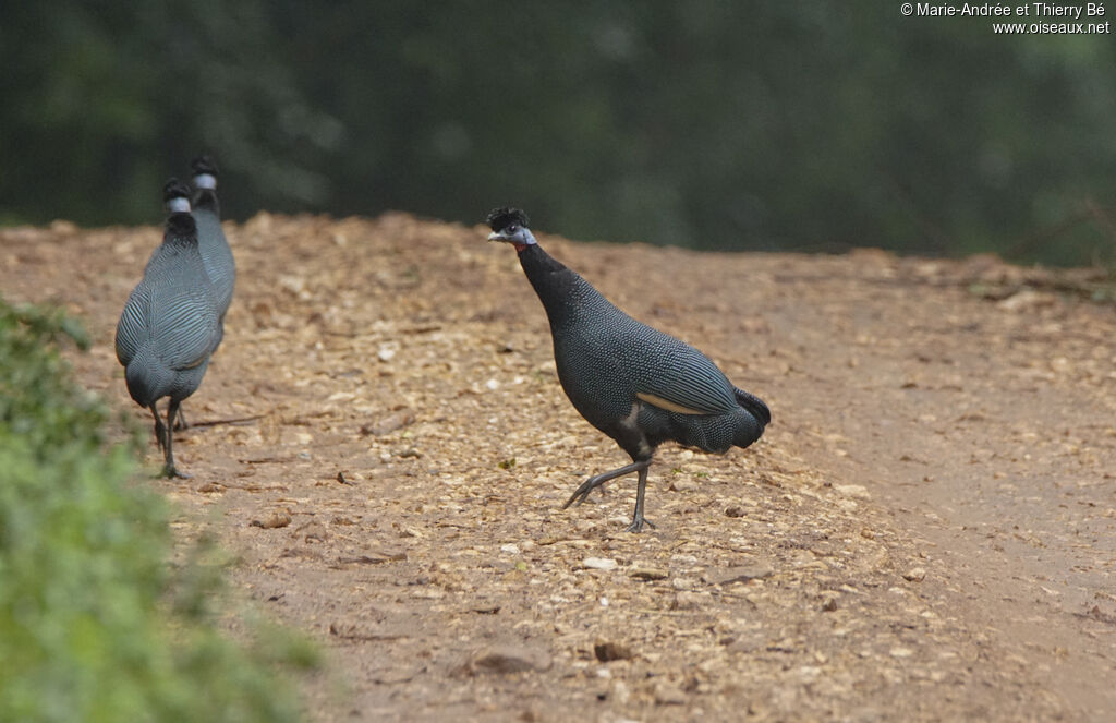 Western Crested Guineafowl