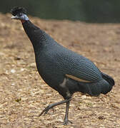 Western Crested Guineafowl