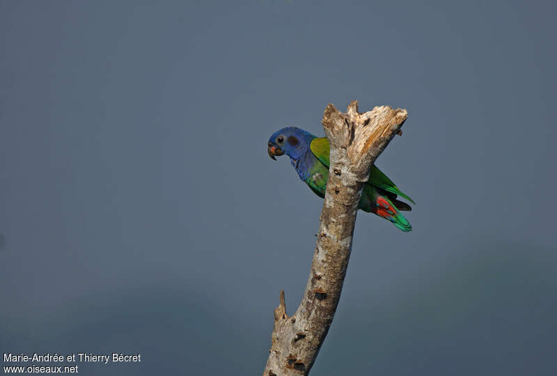 Blue-headed Parrotadult, pigmentation