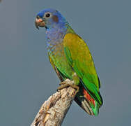 Blue-headed Parrot