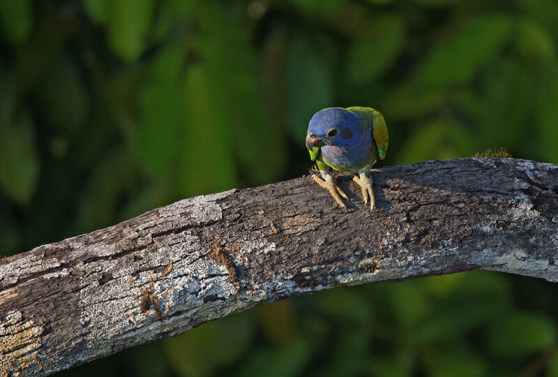 Blue-headed Parrot