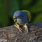 Blue-headed Parrot