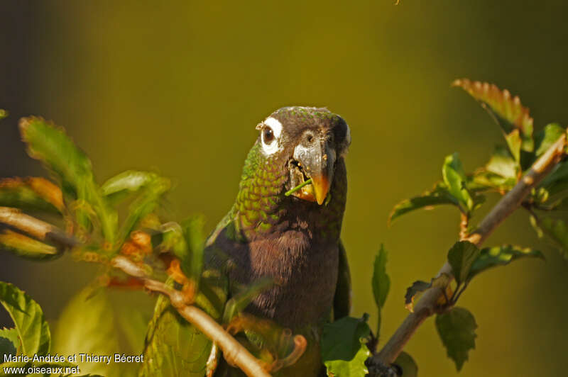 Scaly-headed Parrotimmature, close-up portrait