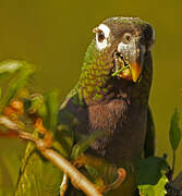 Scaly-headed Parrot