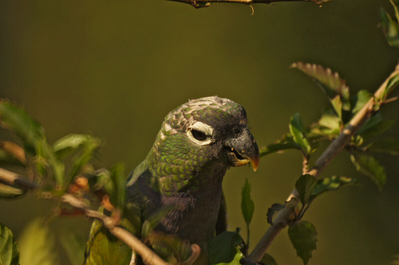 Scaly-headed Parrotadult, close-up portrait