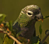 Scaly-headed Parrot