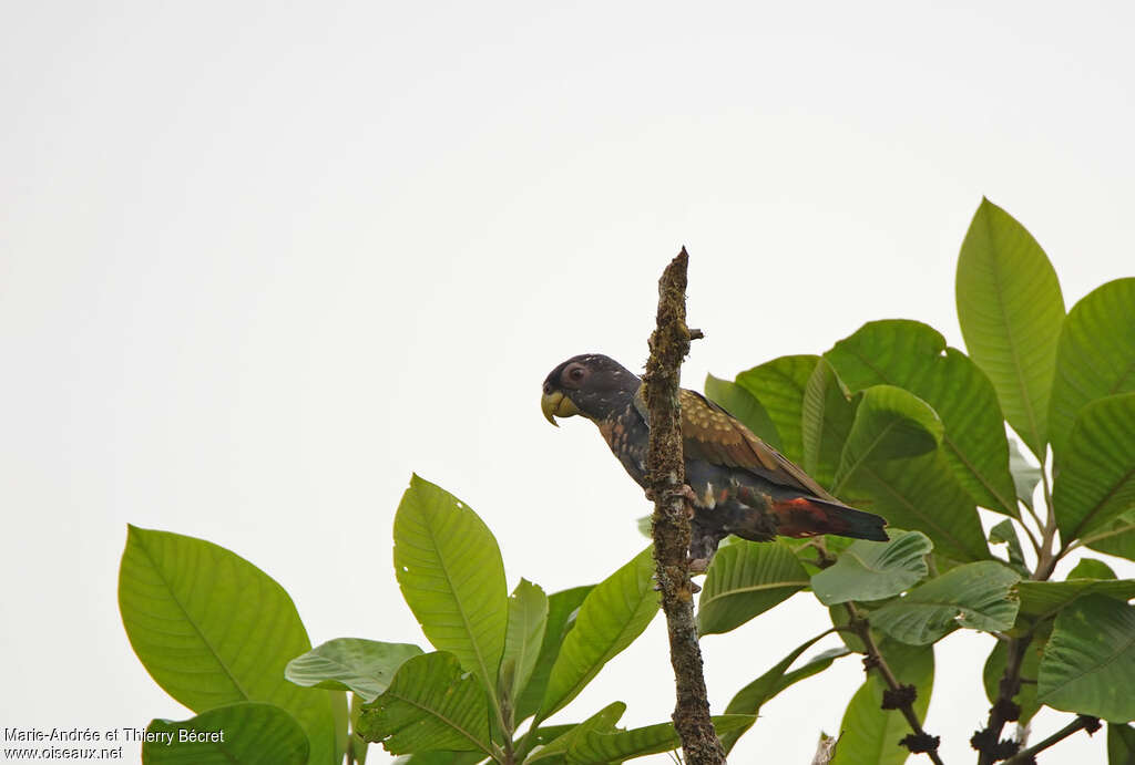 Pione noireadulte, identification