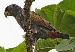 Bronze-winged Parrot