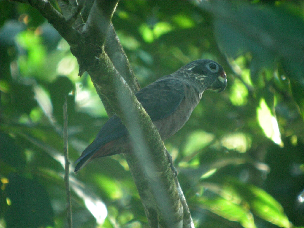 Dusky Parrot