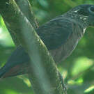 Pione violette