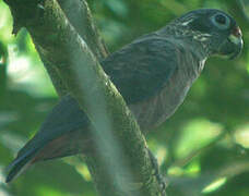 Dusky Parrot