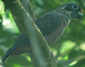 Pione violette