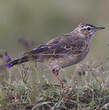 Pipit à dos uni
