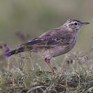 Pipit à dos uni