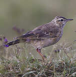 Pipit à dos uni
