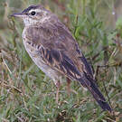 Pipit à dos uni
