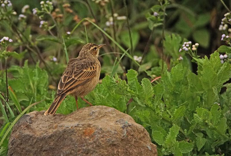 Long-billed Pipit