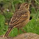 Pipit à long bec