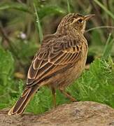 Long-billed Pipit