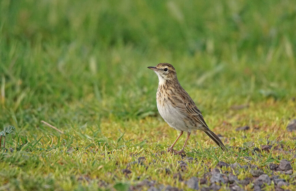 Pipit d'Australie