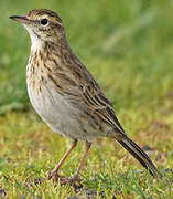 Australian Pipit