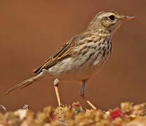 Pipit de Berthelot