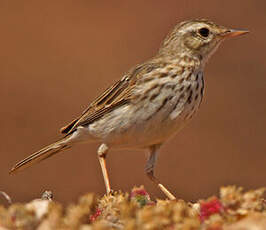 Pipit de Berthelot