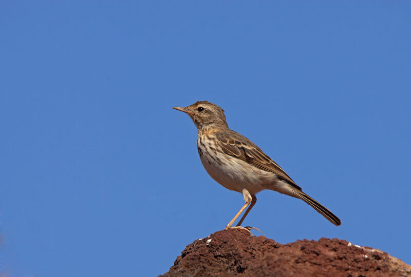 Pipit de Berthelot