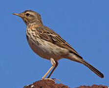 Berthelot's Pipit