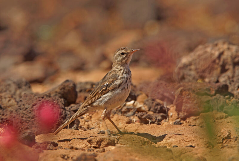 Pipit de Berthelot