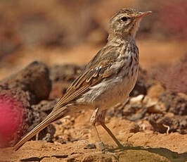 Pipit de Berthelot