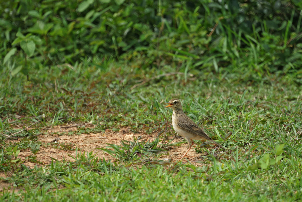 Richard's Pipit