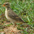 Pipit de Richard