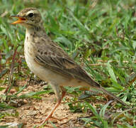 Richard's Pipit